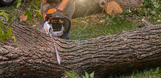 Why Choose Our Tree Removal Services in Lake Arrowhead, ME?